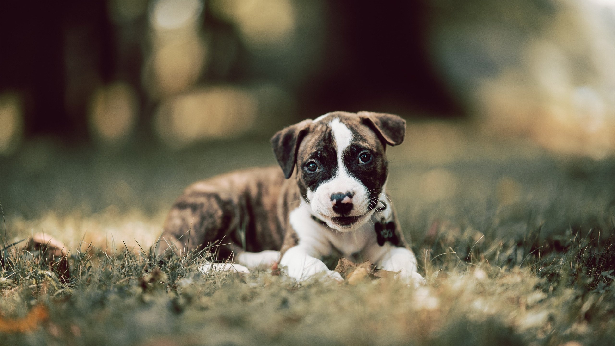 保利尼奥以1800万欧元转会至帕尔梅拉斯,签约至2029年,保利尼奥发文