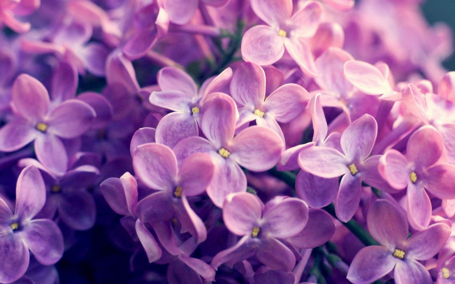 国家马术队引进顶尖教练,力争奥运奖牌,国家马术队引进顶尖教练,力争奥运奖牌的是谁