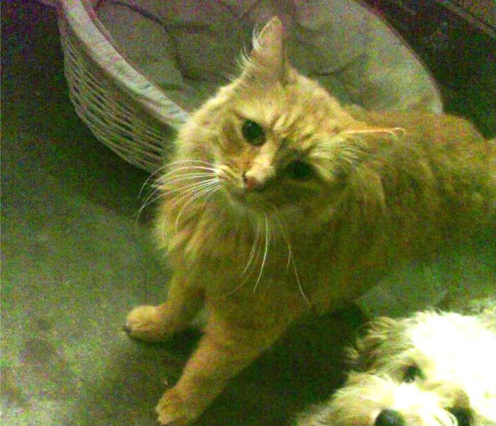 爱游戏app下载-欧冠“超级替补”逆袭成名记，欧冠超级联赛