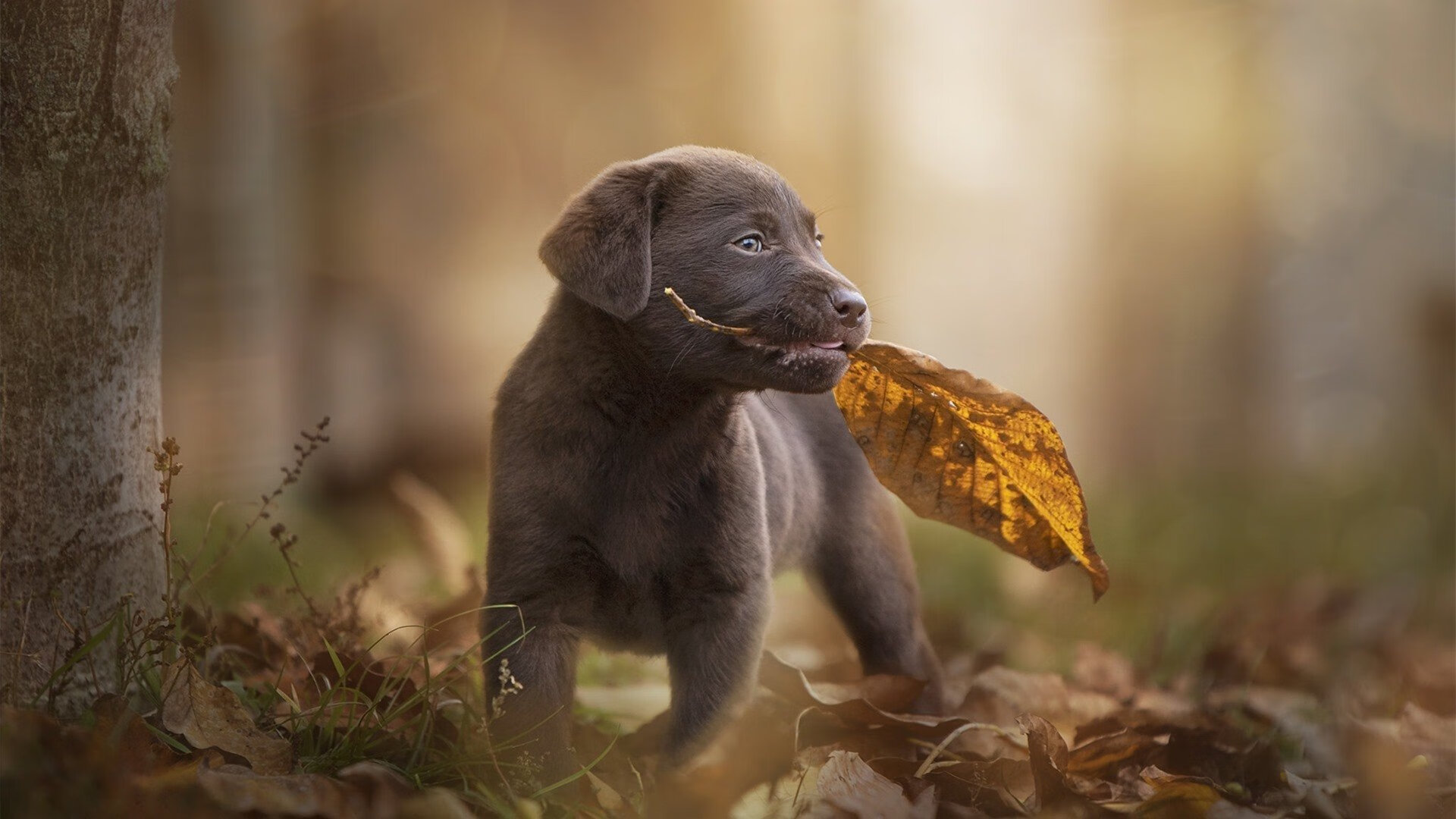 现代舞运动会:舞动身体的极限表现,现代舞动感