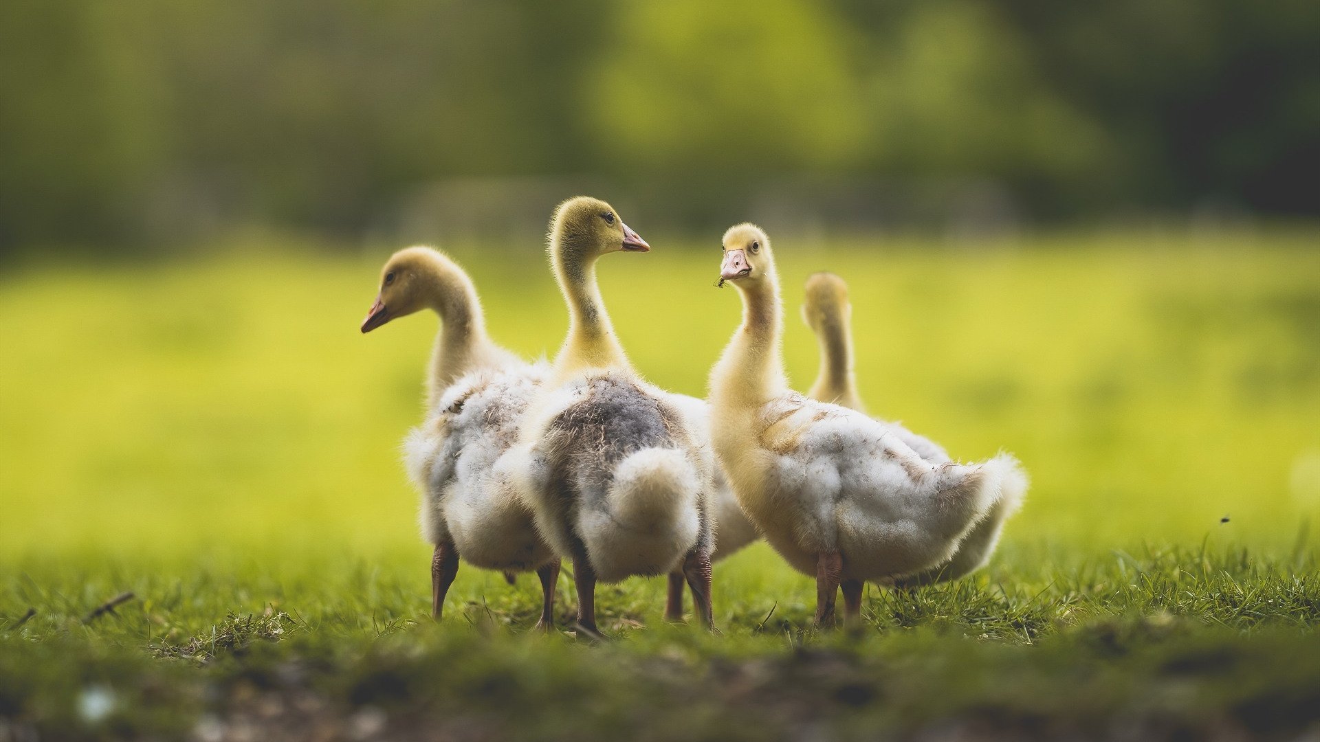 青岛海牛后卫破门助球队全取三分,青岛海牛外援门将