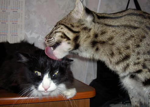 一支球队在国际比赛中闪耀登场,获得胜利,一支球队要取得冠军至少需要赢几场