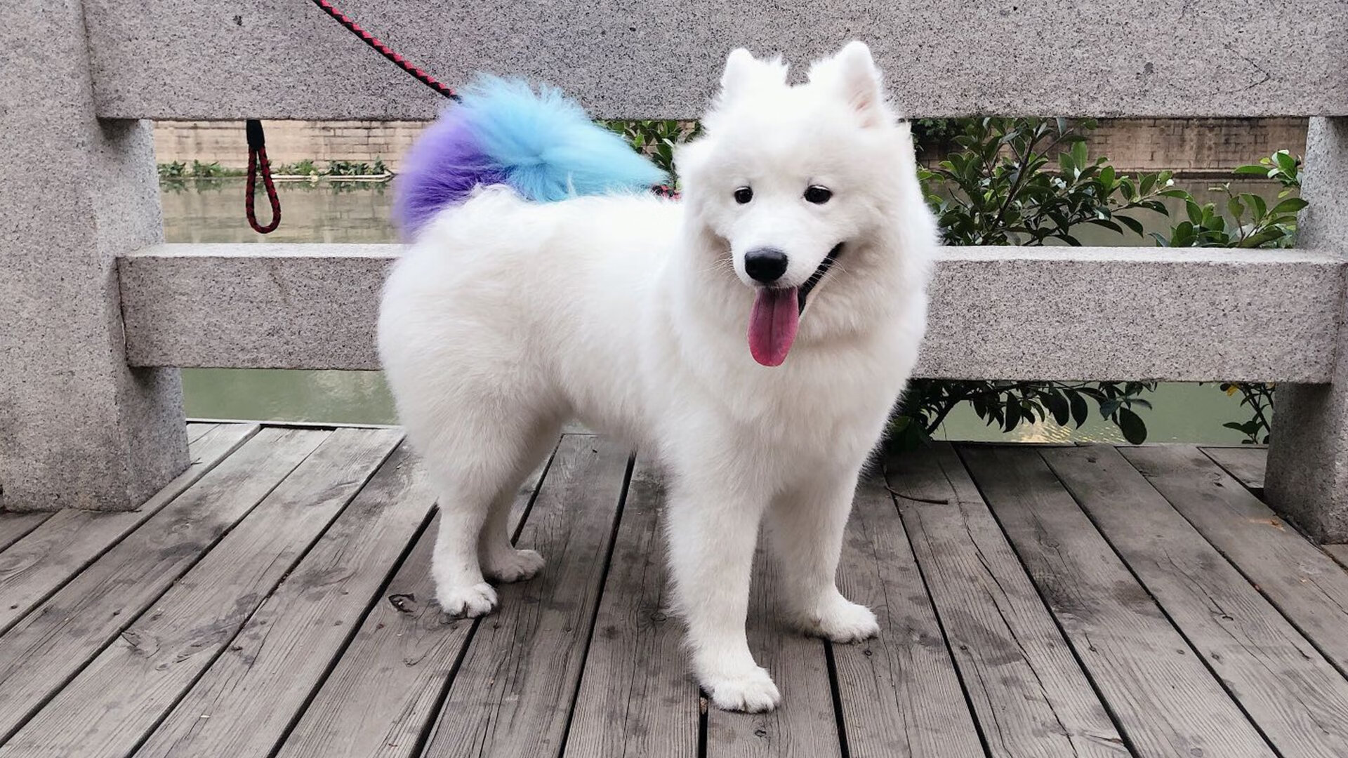 上海申花为夺冠展现出色表现,努力缩小差距,上海申花出场纪录