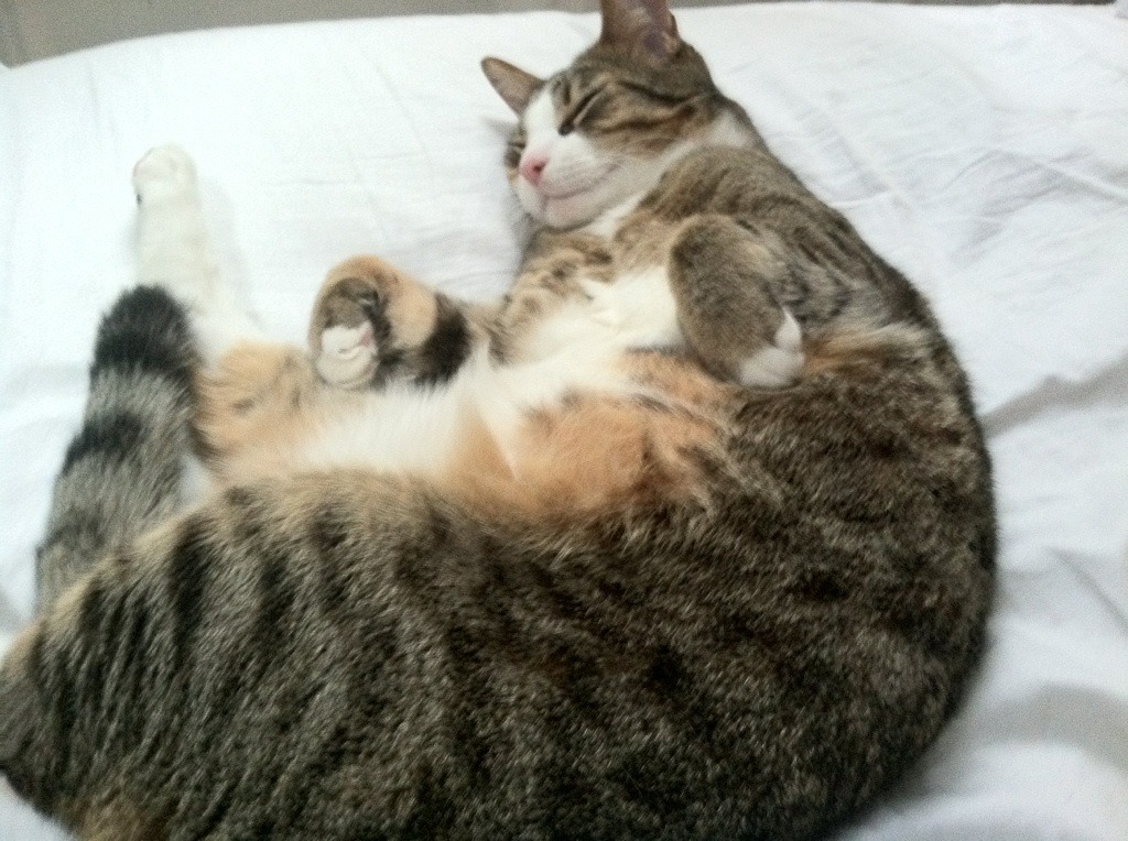 丰特认可罗迪戈论功,国际米兰前锋发挥出色