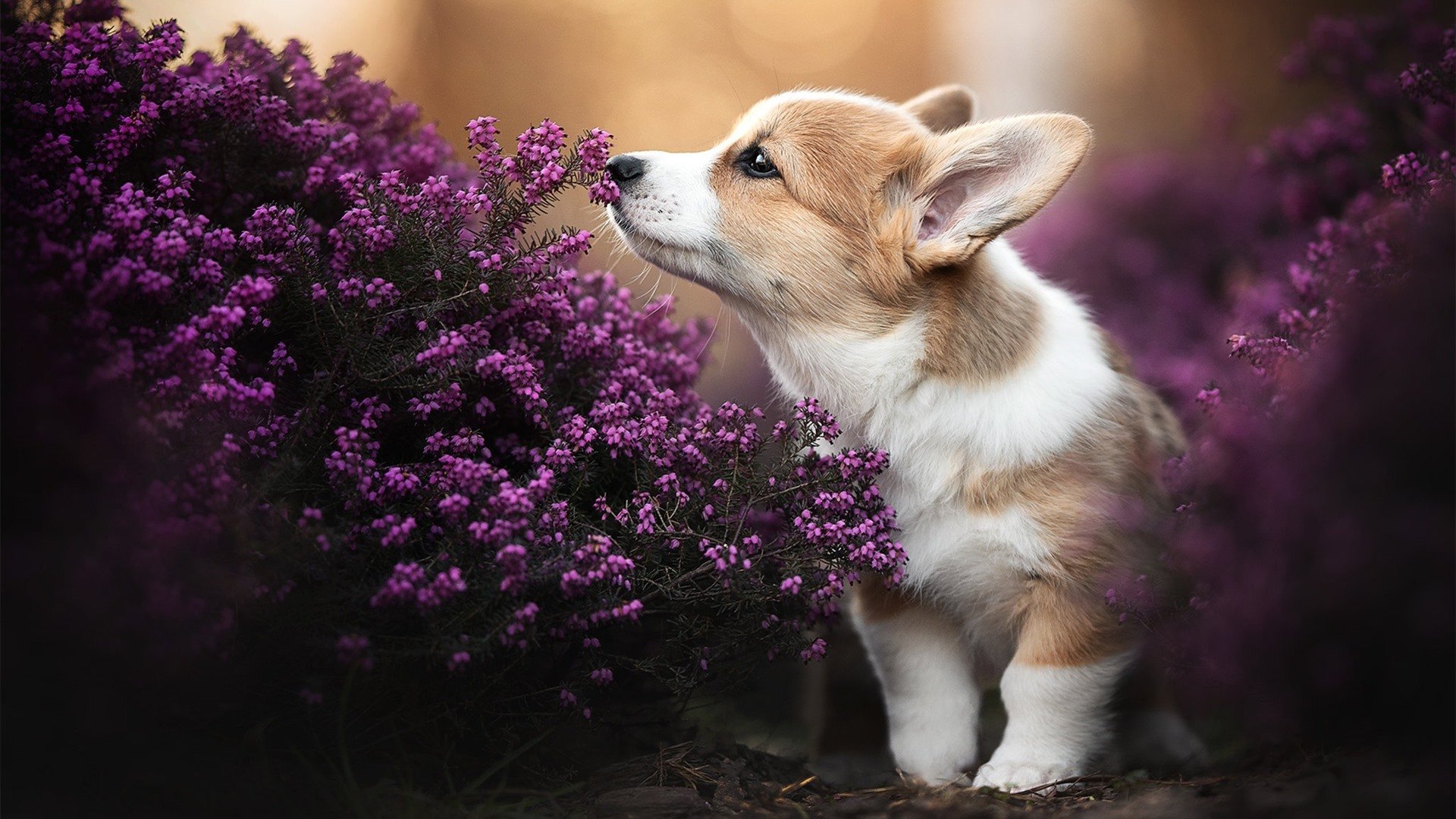 亚洲国家队在比赛中展现出色实力，亚洲国家队排名