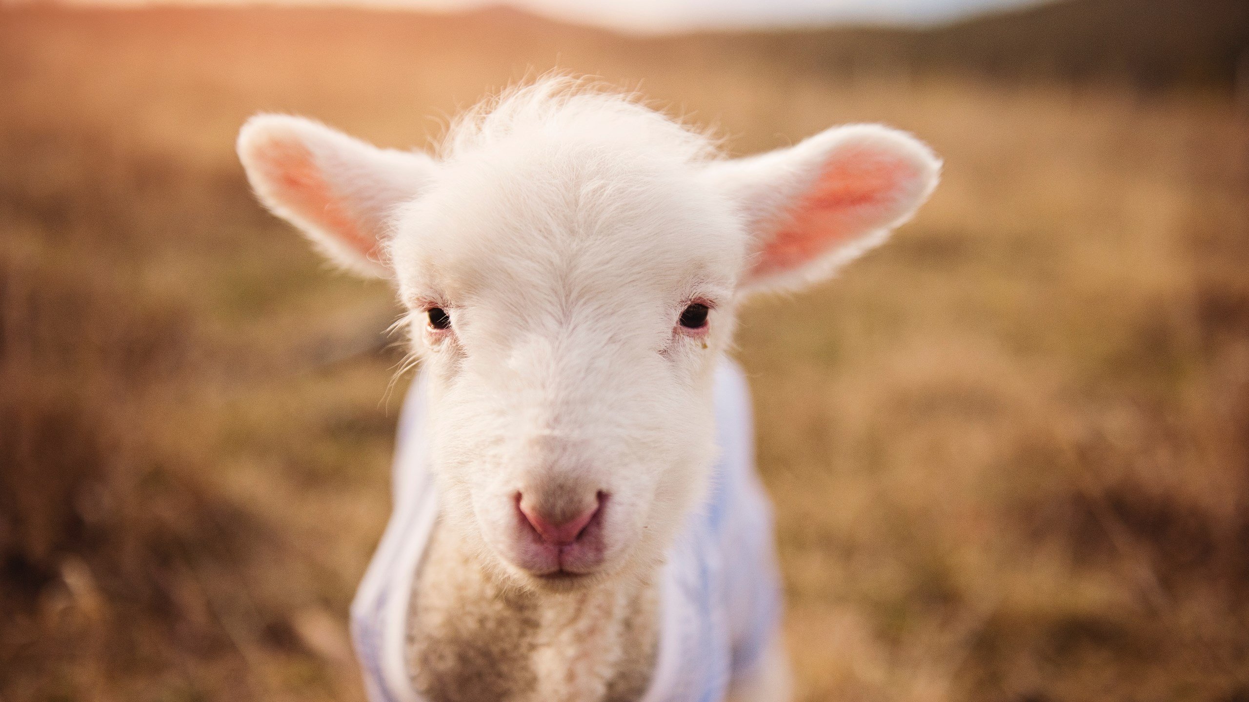 克罗地亚大胜苏格兰,晋级欧锦赛强赛场,欧洲杯_克罗地亚3-1苏格兰晋级
