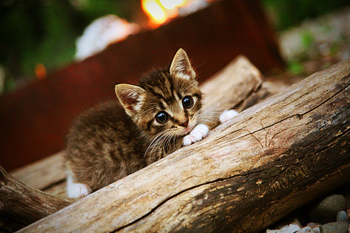 意甲球员伤情趋紧，战力有待调整，意甲球员名单