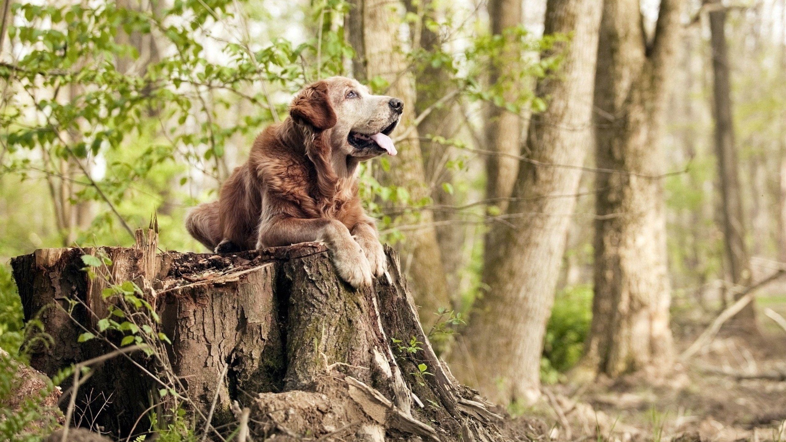 比赛中场面激动人心,各方球队尽展拼搏精神,比赛场面热烈