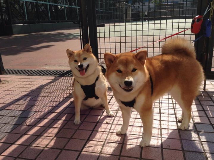 热门球队受挑战!对手实力强劲展开对抗,球队集锦