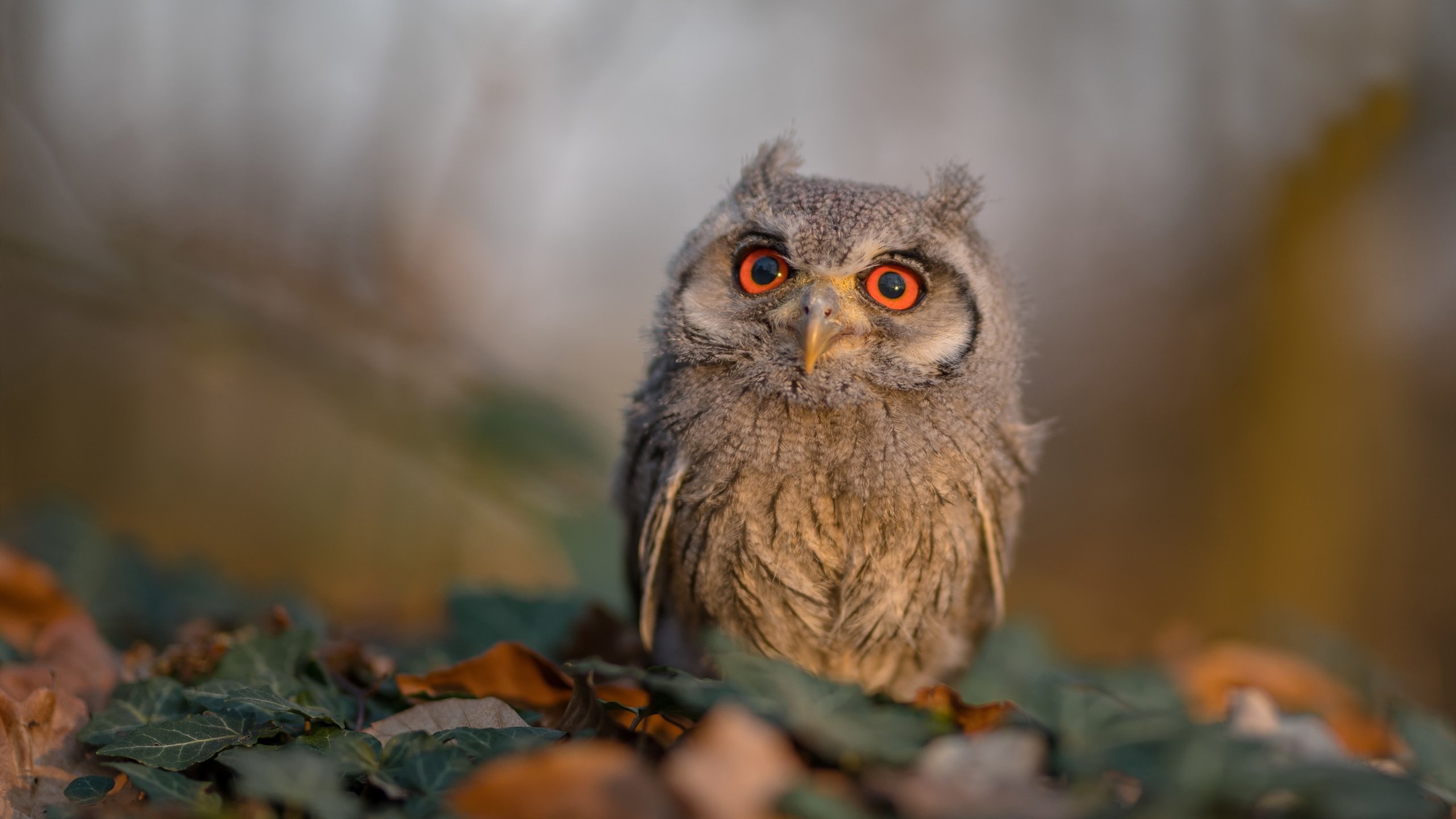 精彩电竞半决赛战队奇招频出,电竞战队whip