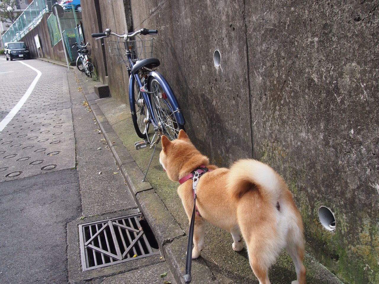 爱游戏 电竞-莱比锡诚意十足，科隆防线如何抵御？，科隆与莱比锡
