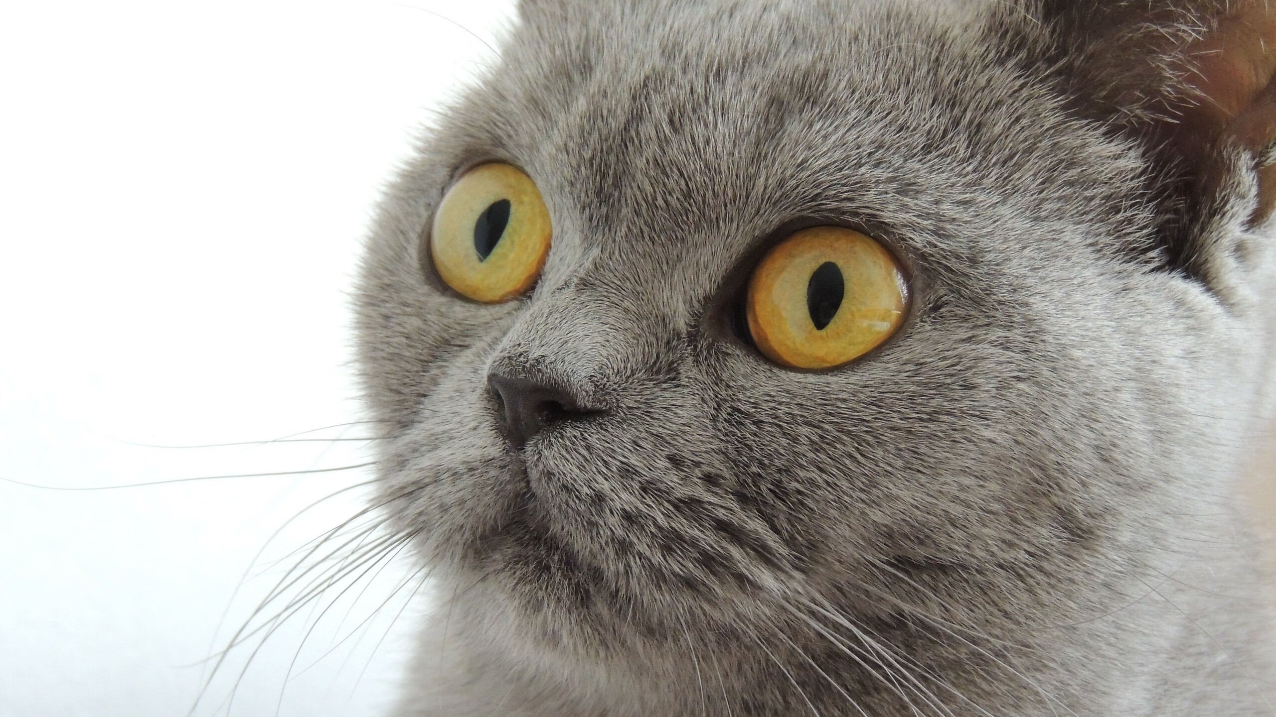 爱游戏体育APP下载-足球盛宴继续燃烧，球员实力较量悬殊，足球盛宴 视频