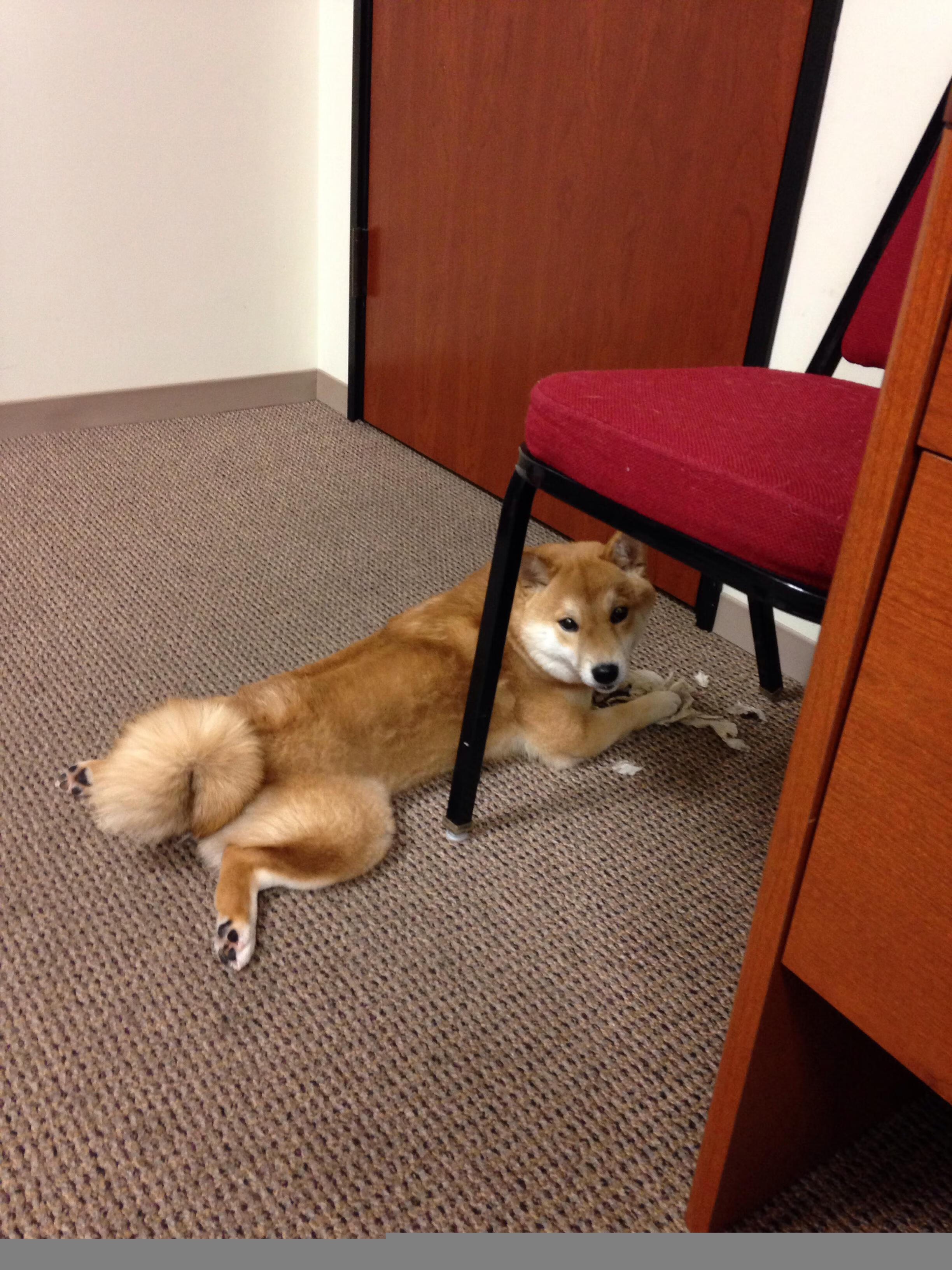 NBA球员专项力量训练与伤病预防研究,篮球专项力量