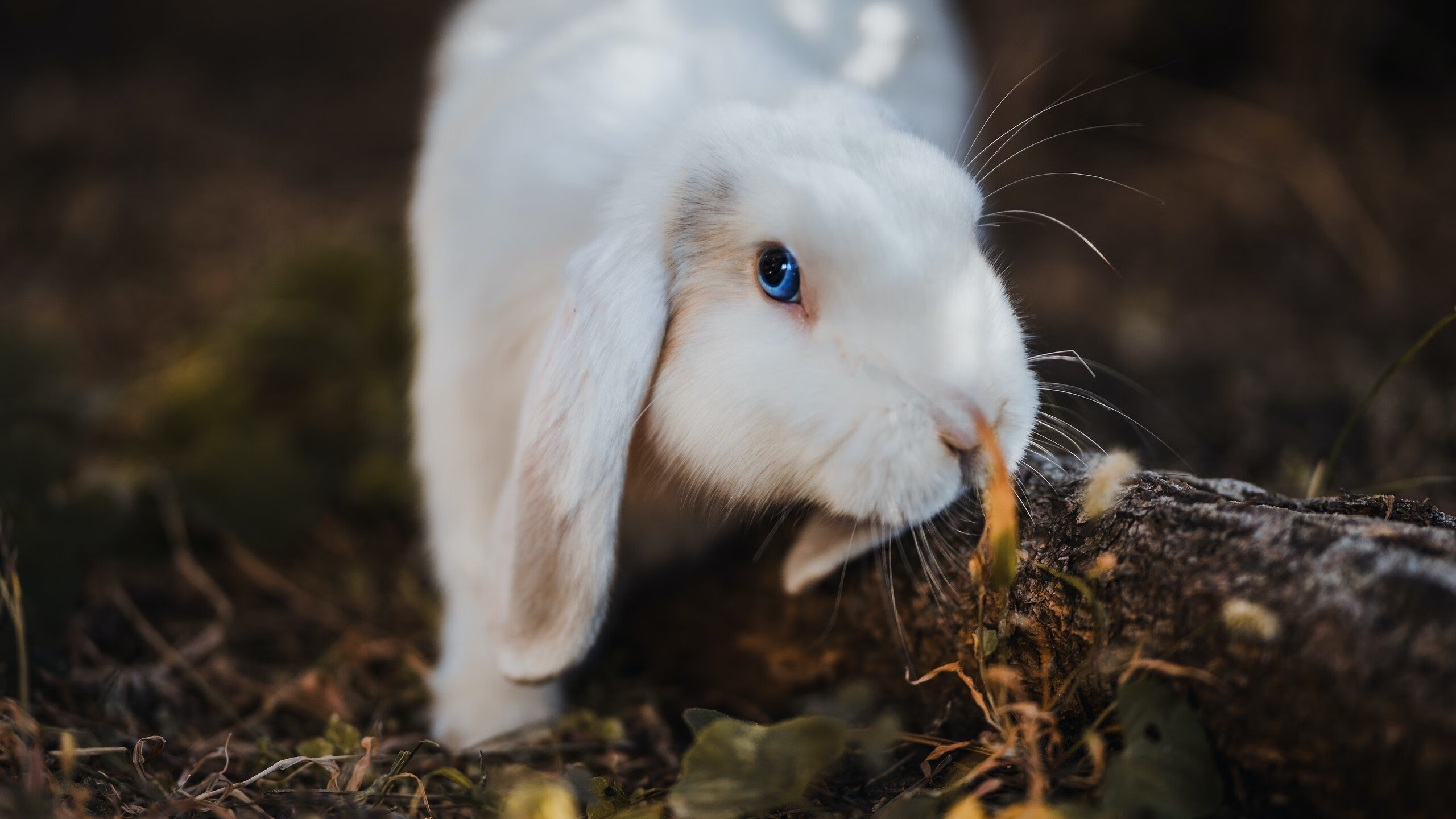 世俱杯:足球史上的经典瞬间盘点,足球世俱杯是什么意思