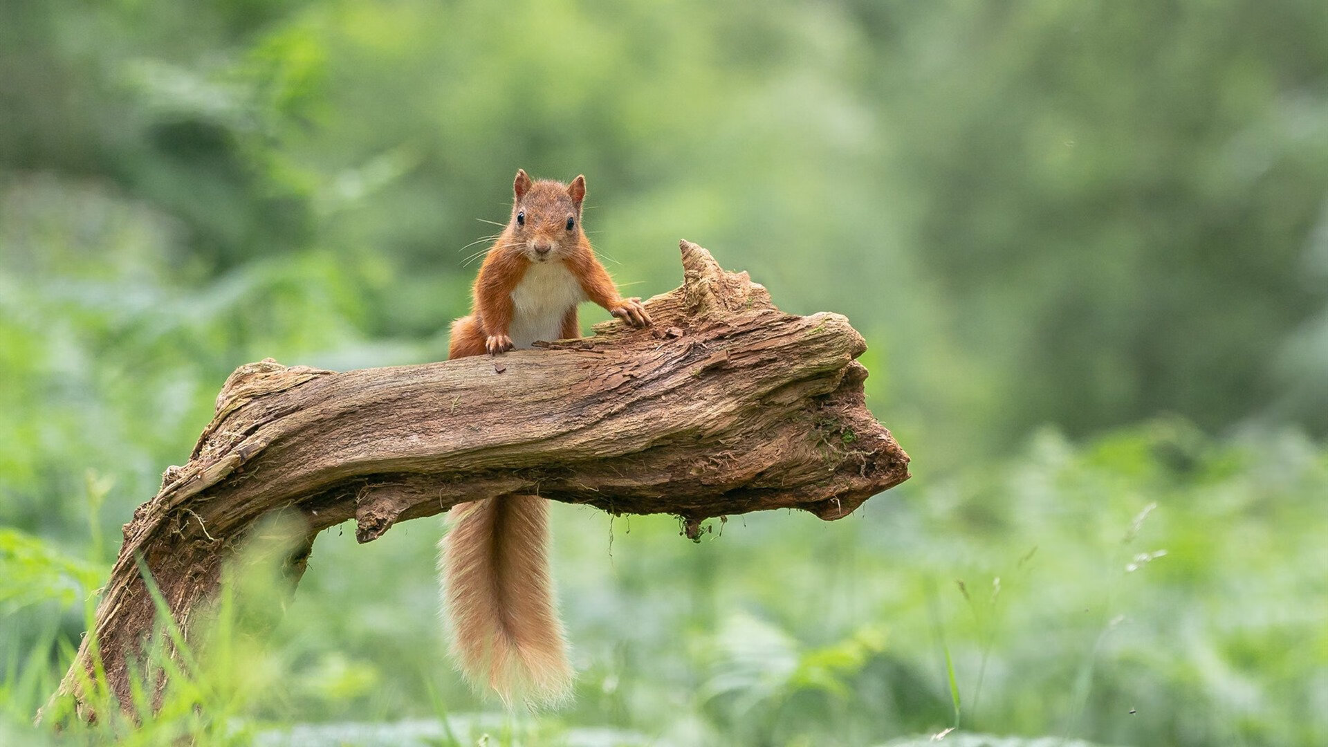 爱游戏体育APP下载-U23男足亚洲杯中国队小组赛全胜，亚洲u23足球锦标赛分组
