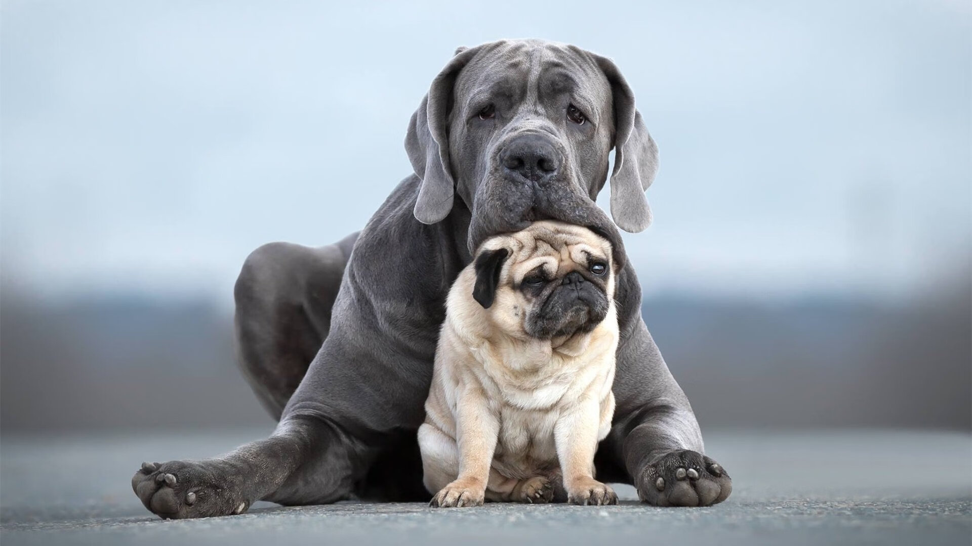 体育课程分层教学实施路径与学生满意度研究,体育教学分层教学