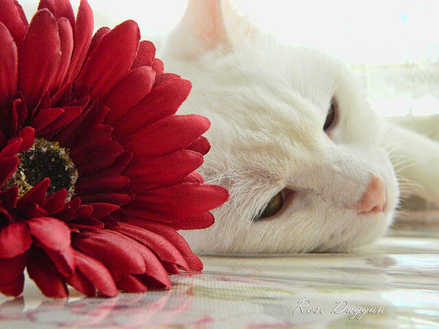 体育赛事观众参与体验提升策略研究，体育赛事现场的观赛礼仪