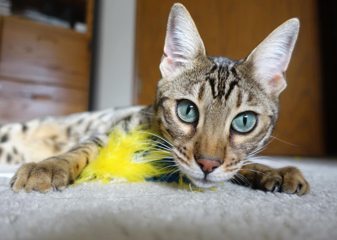 KPL选手全明星投票开启粉丝积极参与,全明星投票lpl