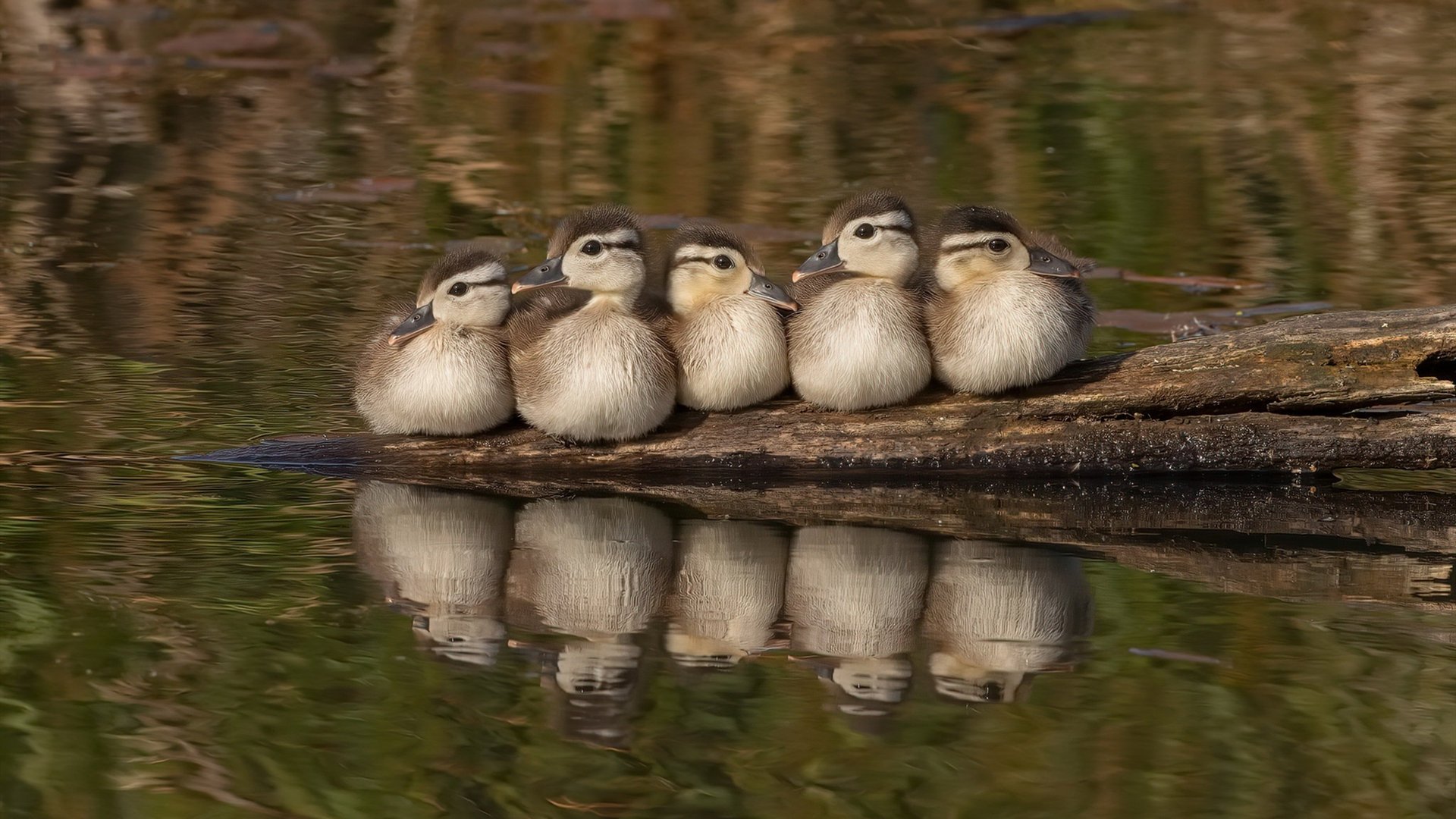 “飞盘竞技:三叉湖田径场成全球飞盘高手的竞技场”