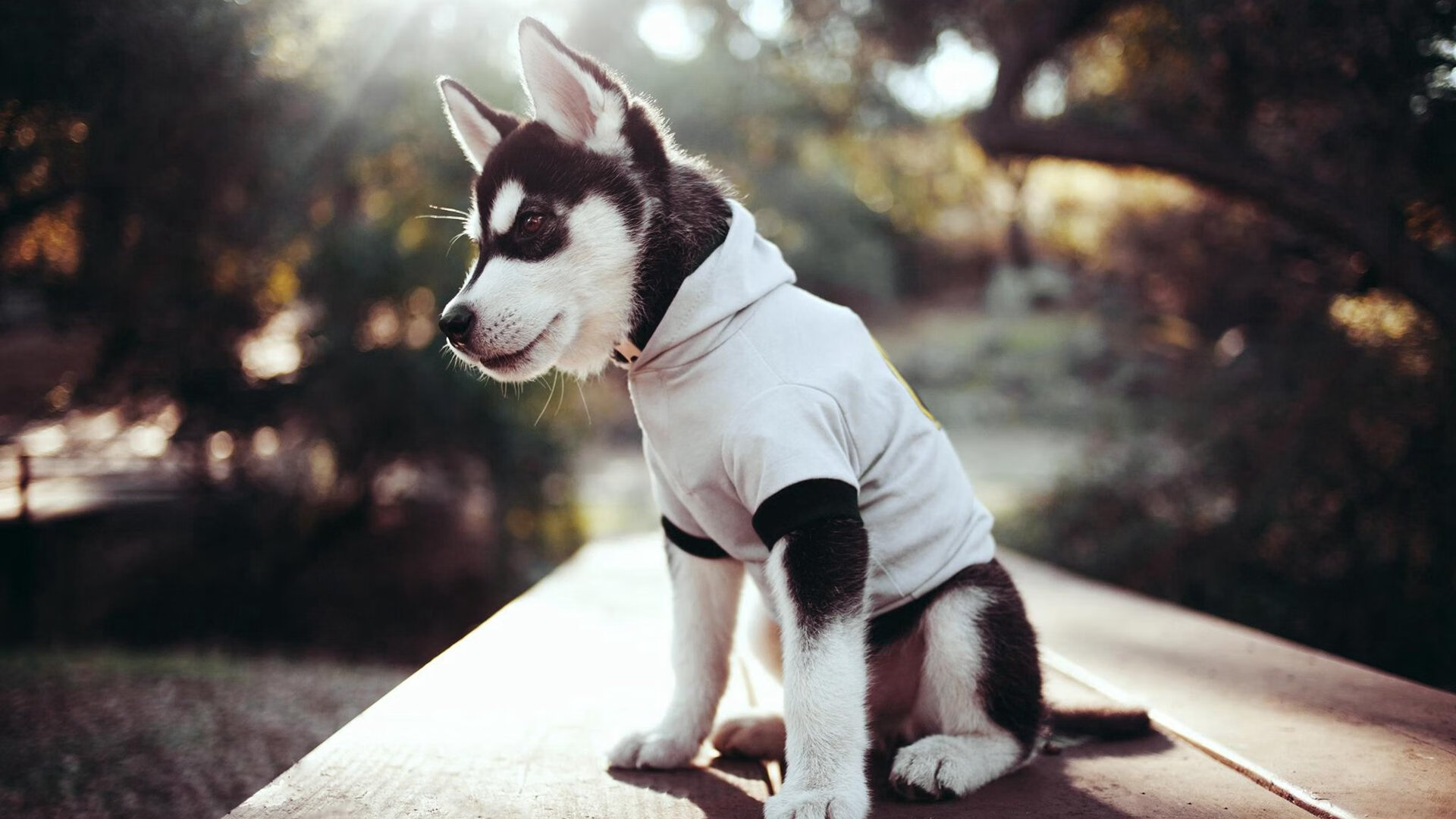 爱游戏体育平台-中国女篮优化投篮选择提升命中率，中国投篮最准的女孩