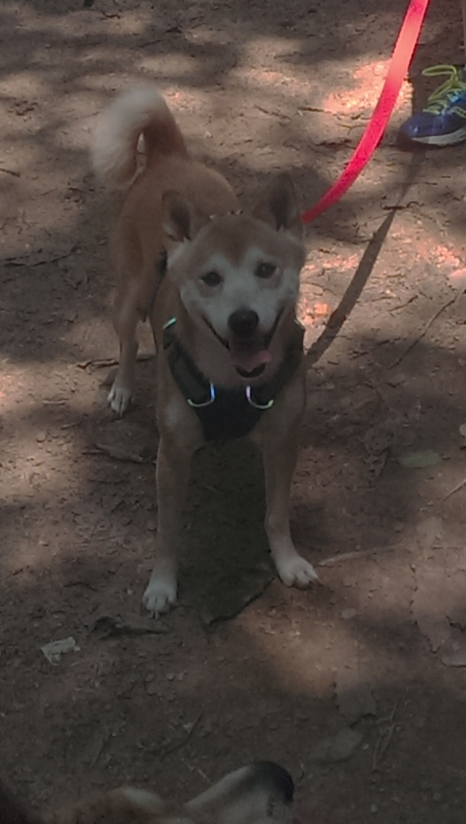 爱游戏 电竞-女子自由泳项目继续称霸，女子自由泳决赛