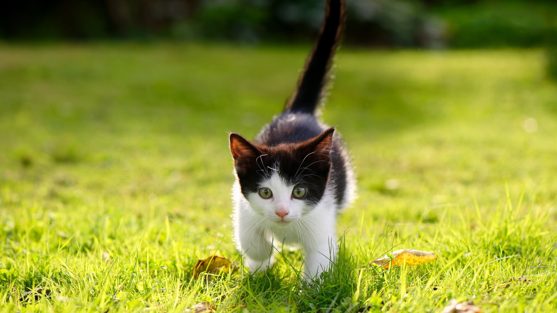 爱游戏app下载-高原训练营助力越野滑雪选手备战国际赛事，高山滑雪陆地训练