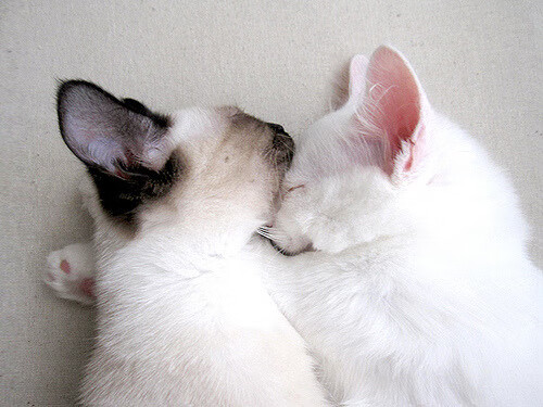 国家体育宣传部门公布体育数字出版规范参考稿,数字体育是什么