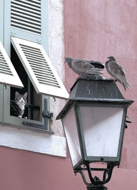 森林狼助教在训练中亲自示范战术跑位,森林狼训练营