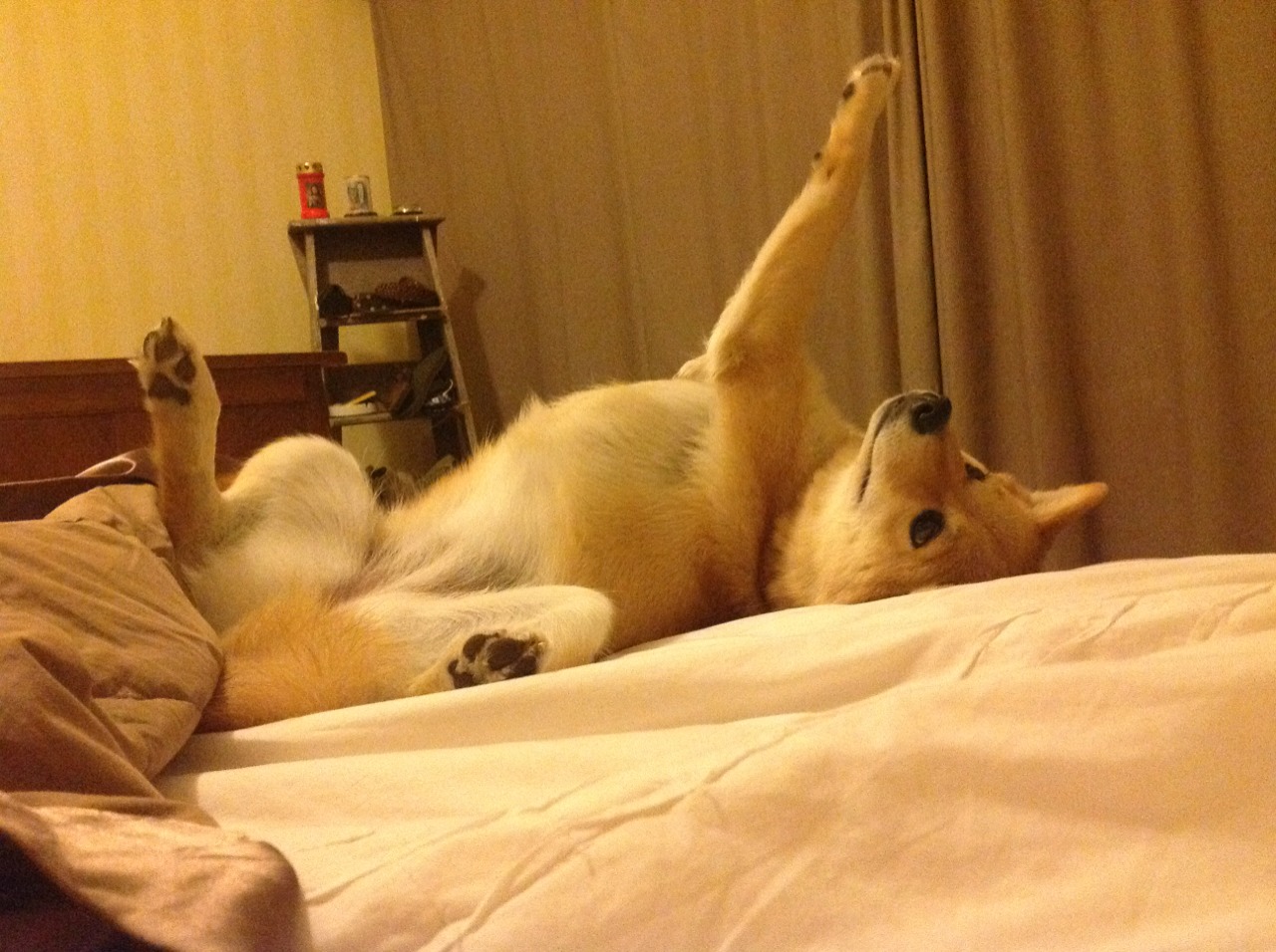 黎巴嫩男篮在西亚预赛中奋勇争夺奥运门票